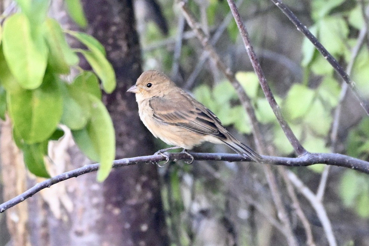 indigospurv - ML647313090