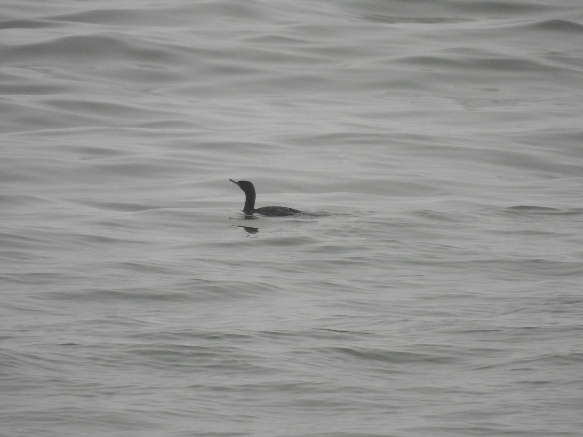 海鸕鷀 - ML647313091