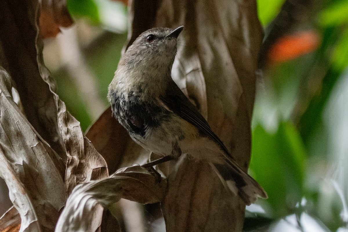 Brown Gerygone - ML647313136