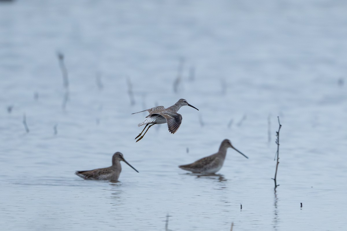 Stilt Sandpiper - ML647313137