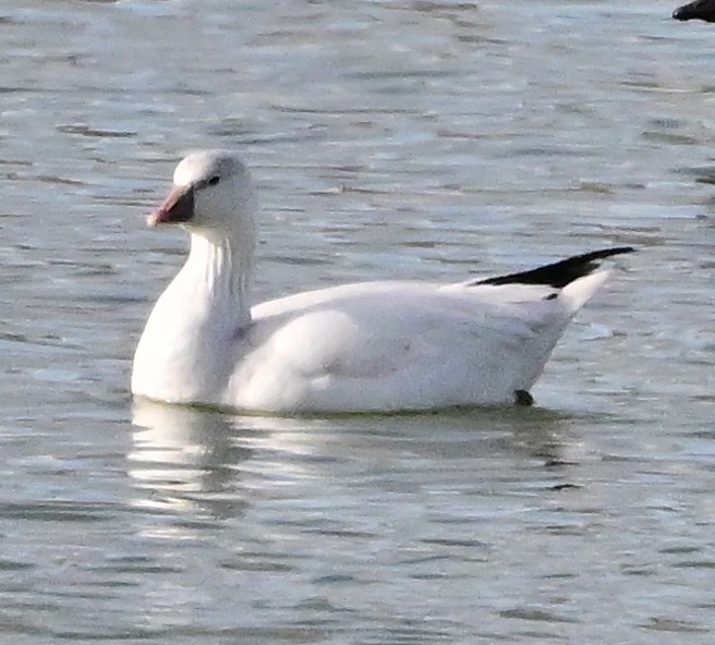 Ross's Goose - ML647313143