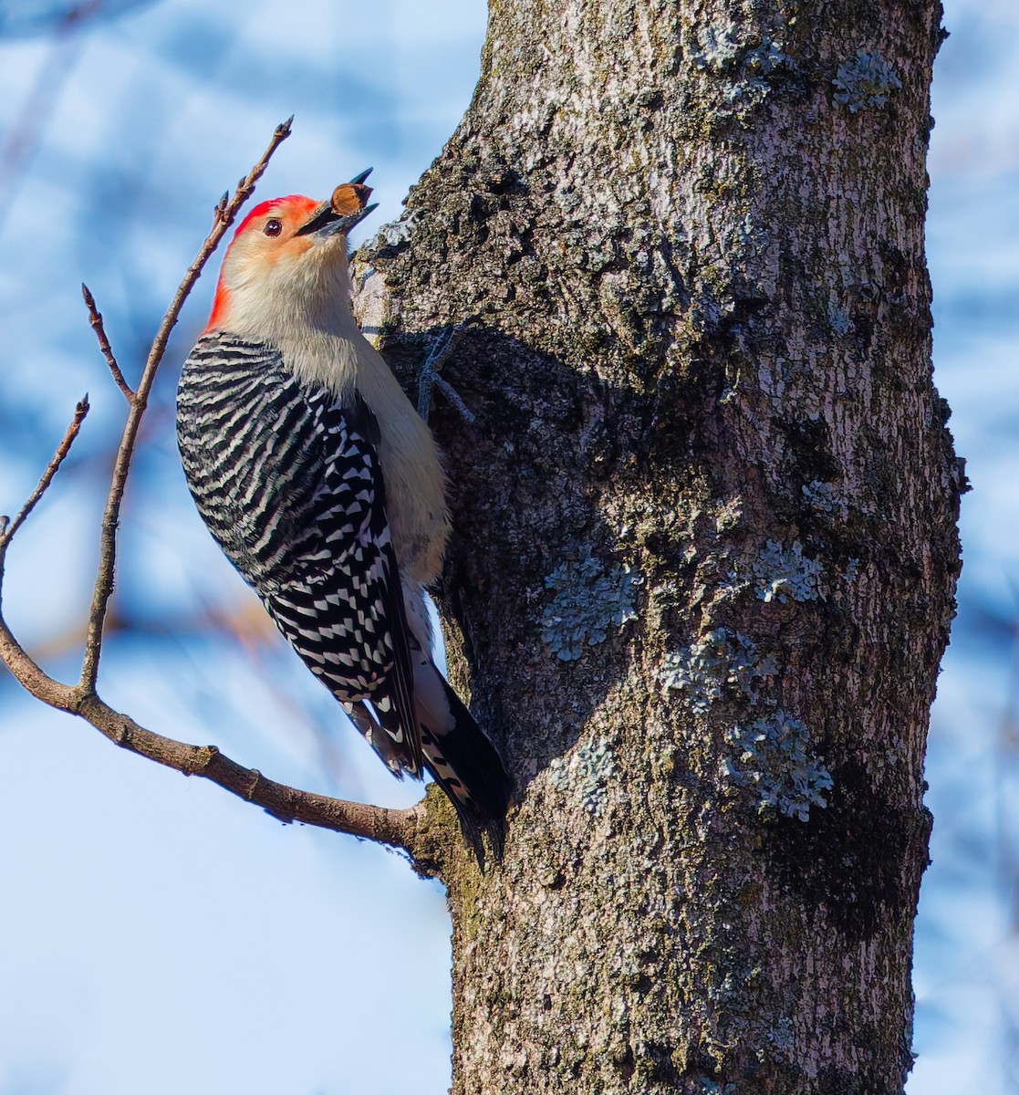 Гіла каролінська - ML647313146