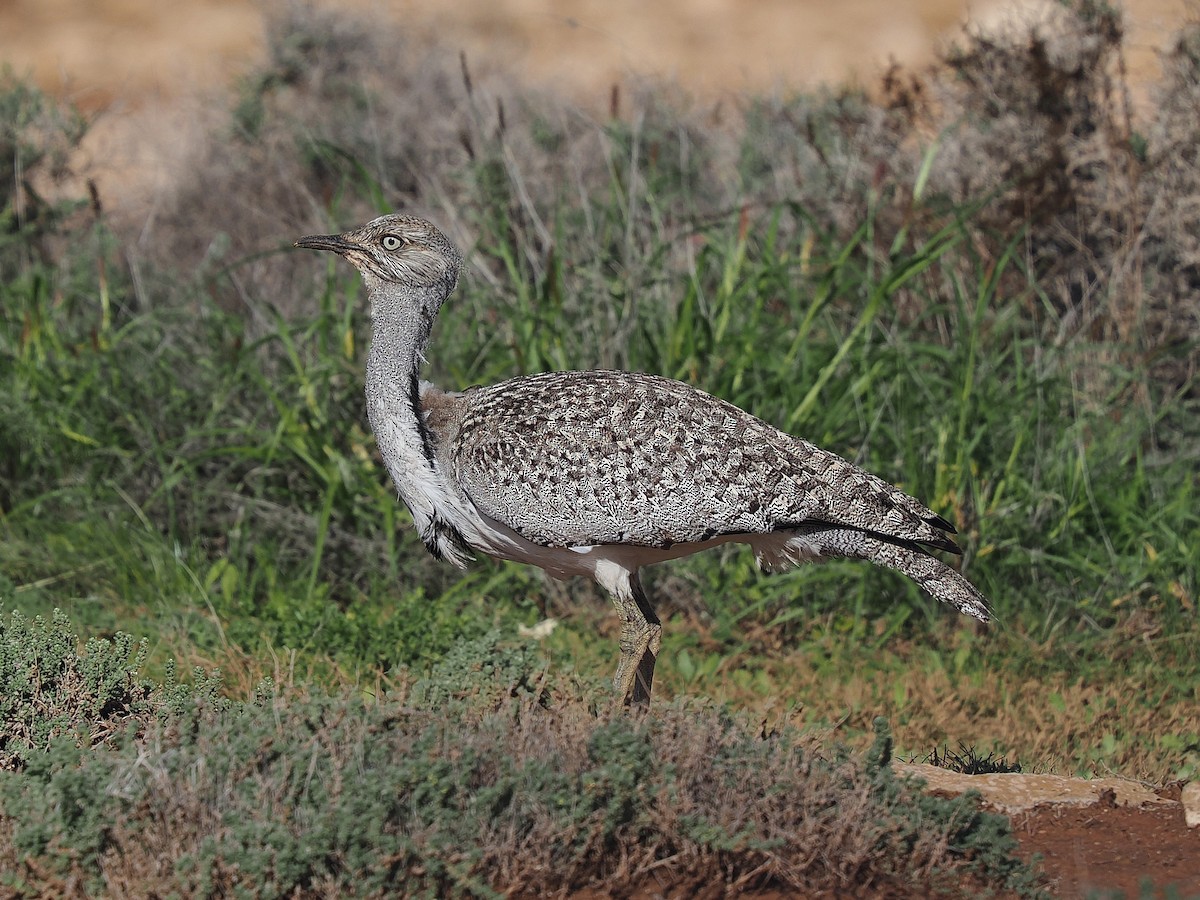 Hubara basoilo afrikarra (Kanariar uharteetakoa) - ML647313165