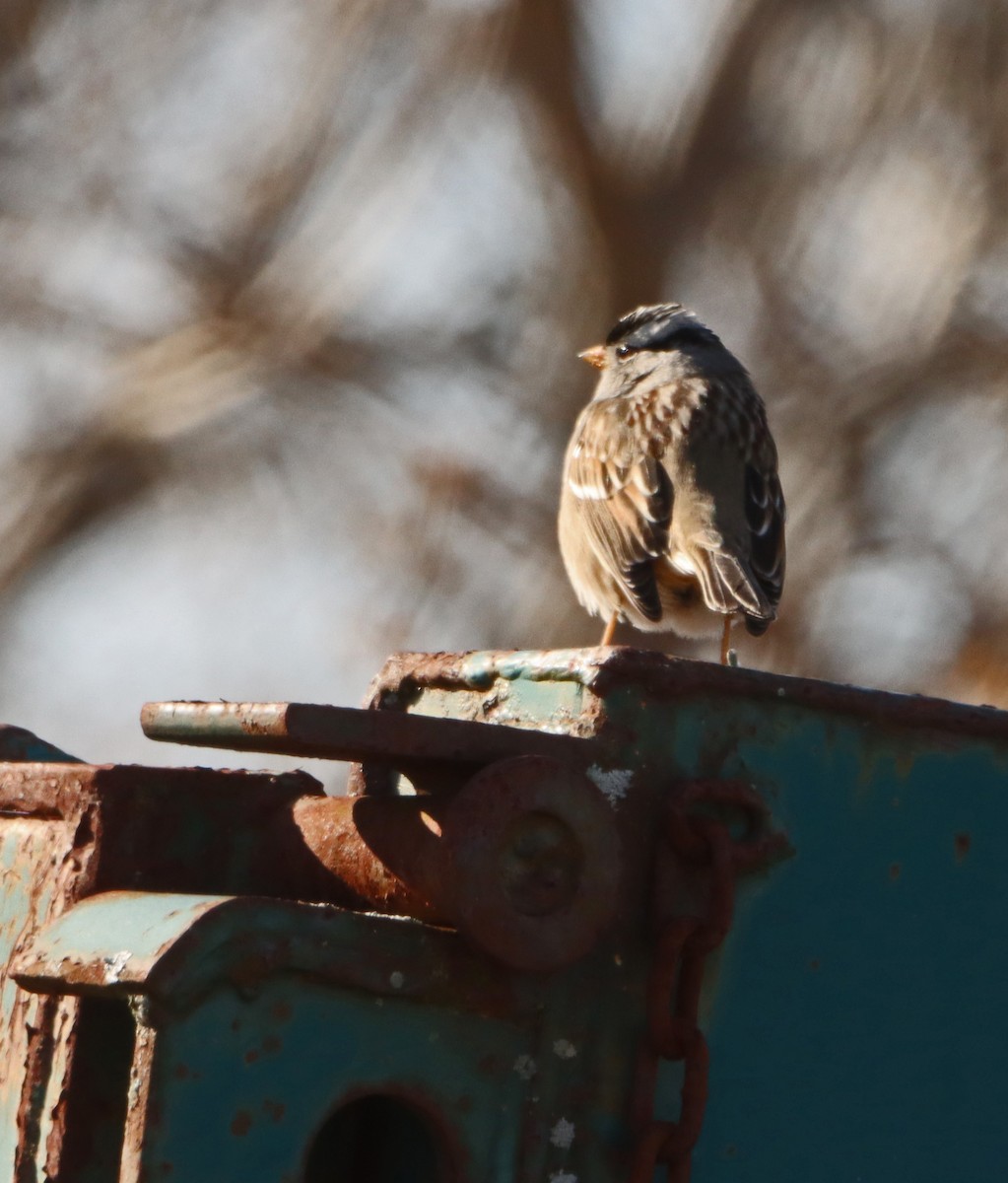 White-crowned Sparrow - ML647313167