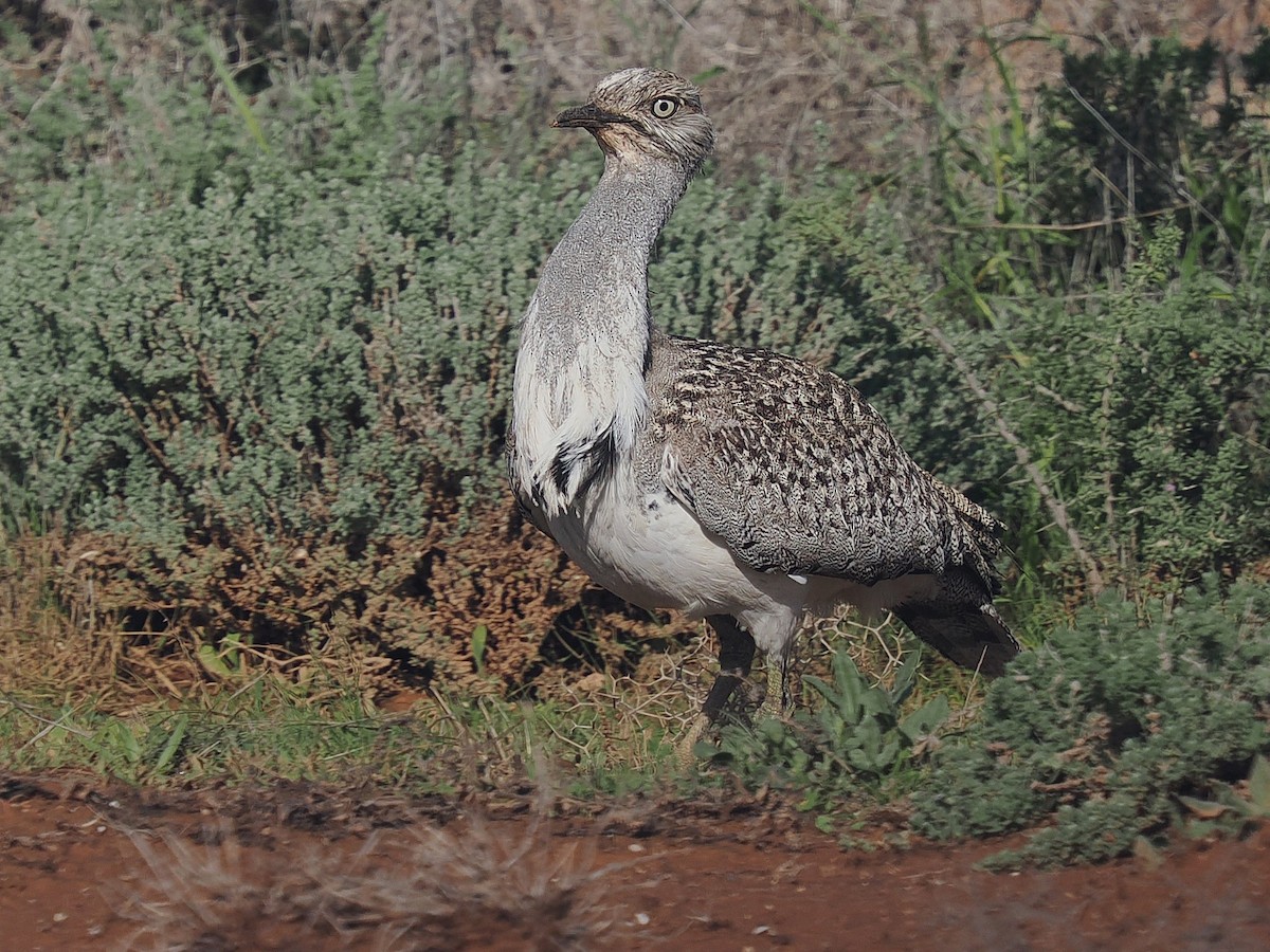 Hubara basoilo afrikarra (Kanariar uharteetakoa) - ML647313201