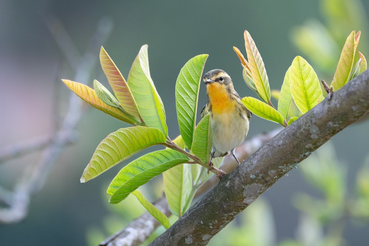 Blackburnian Warbler - ML647313215