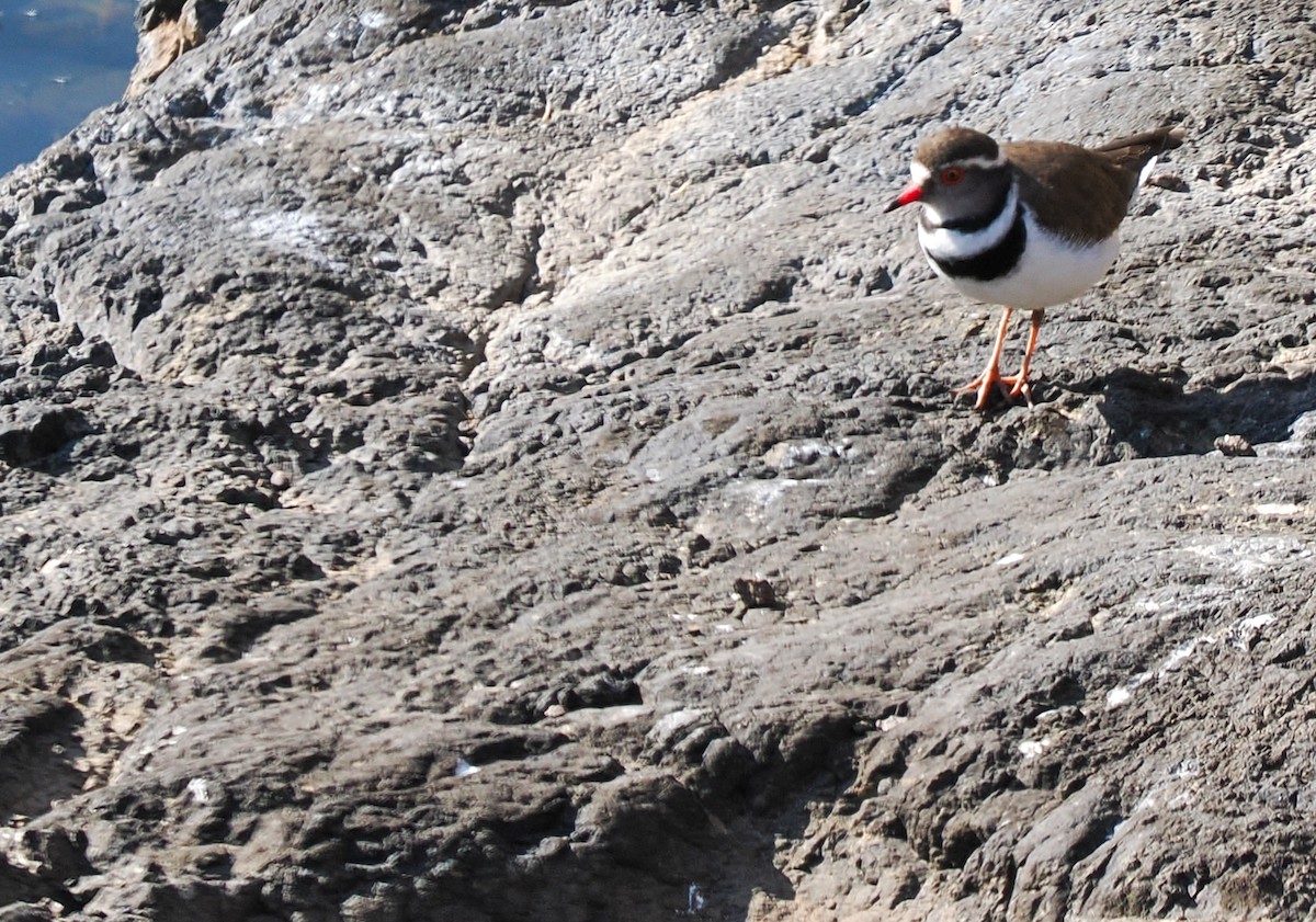 Pluvier à triple collier - ML647313222