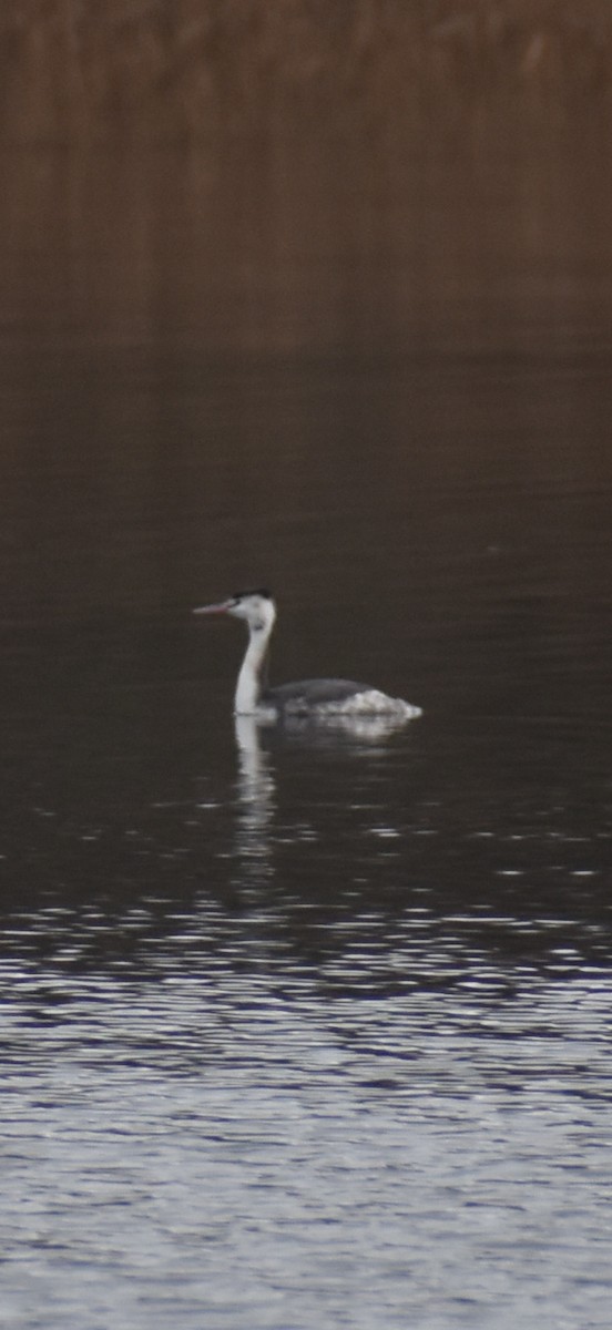 Great Crested Grebe - ML647313239