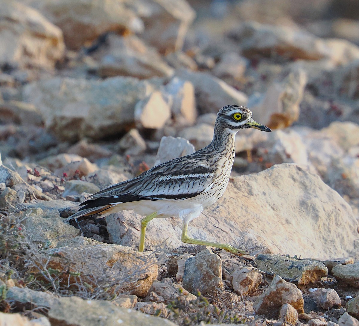 dytík úhorní - ML647313254