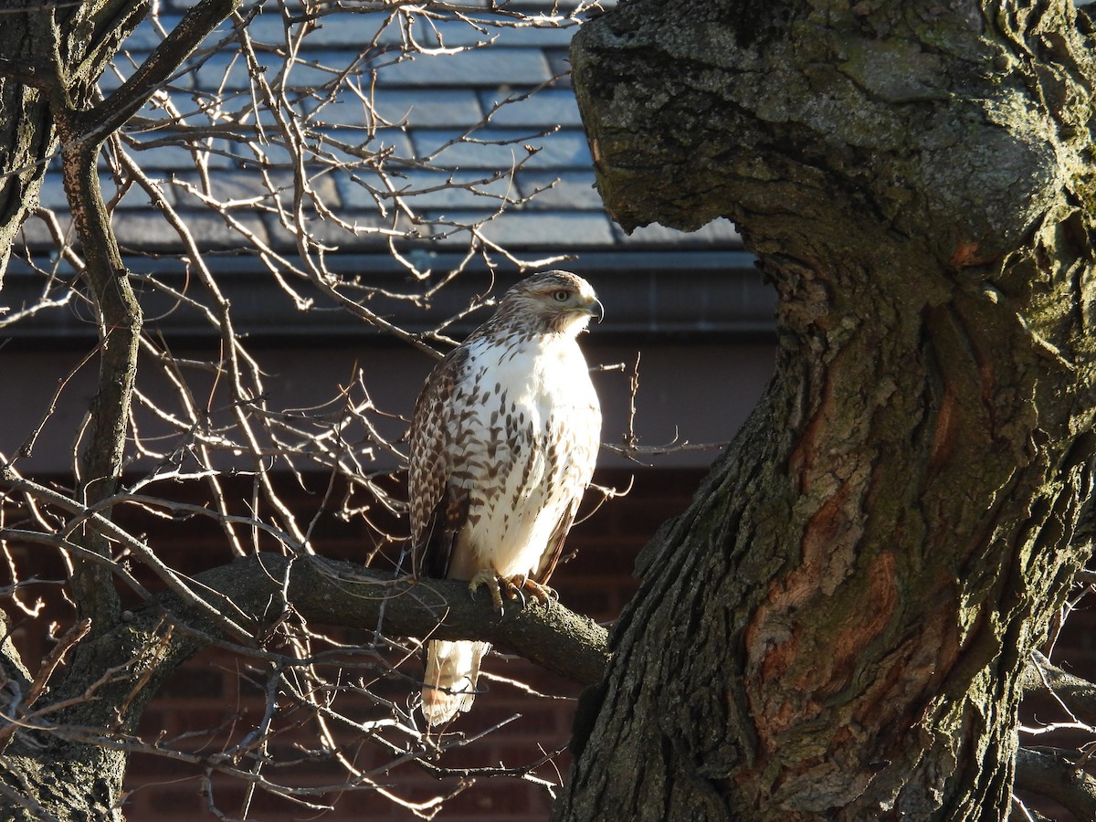 káně rudochvostá - ML647313255