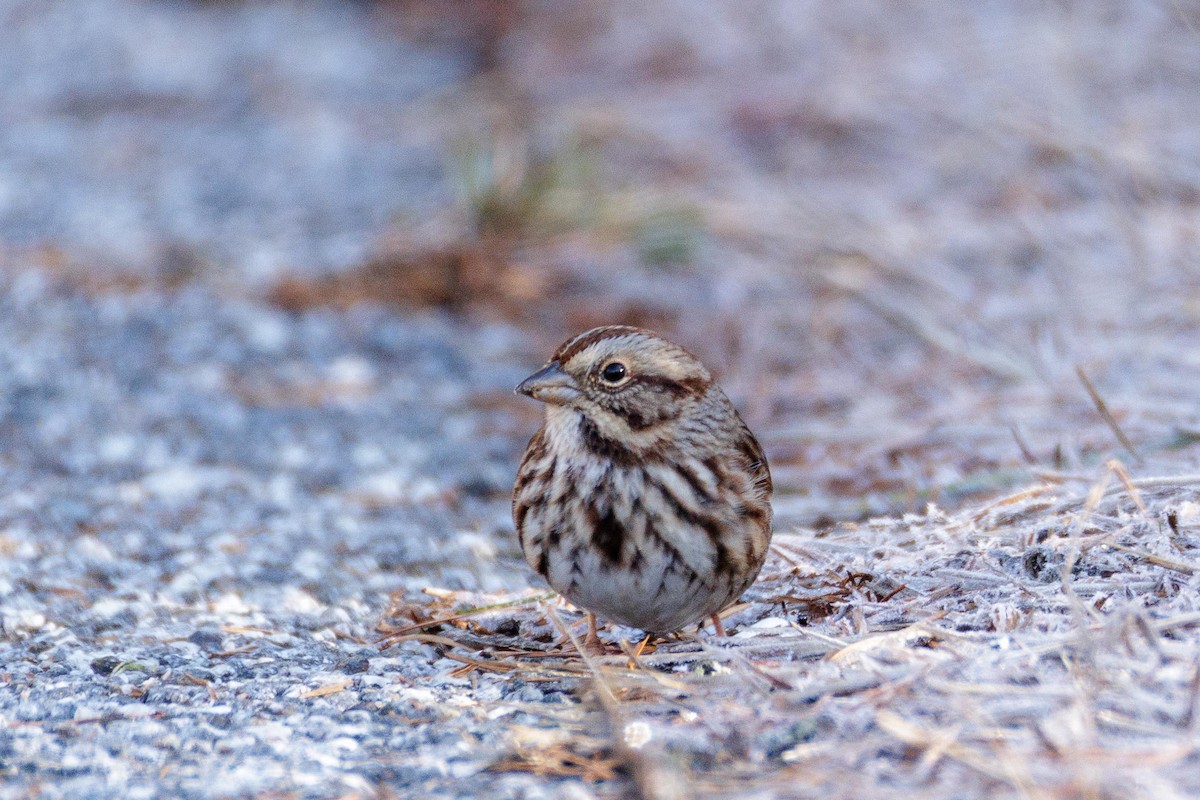 strnadec zpěvný - ML647313257