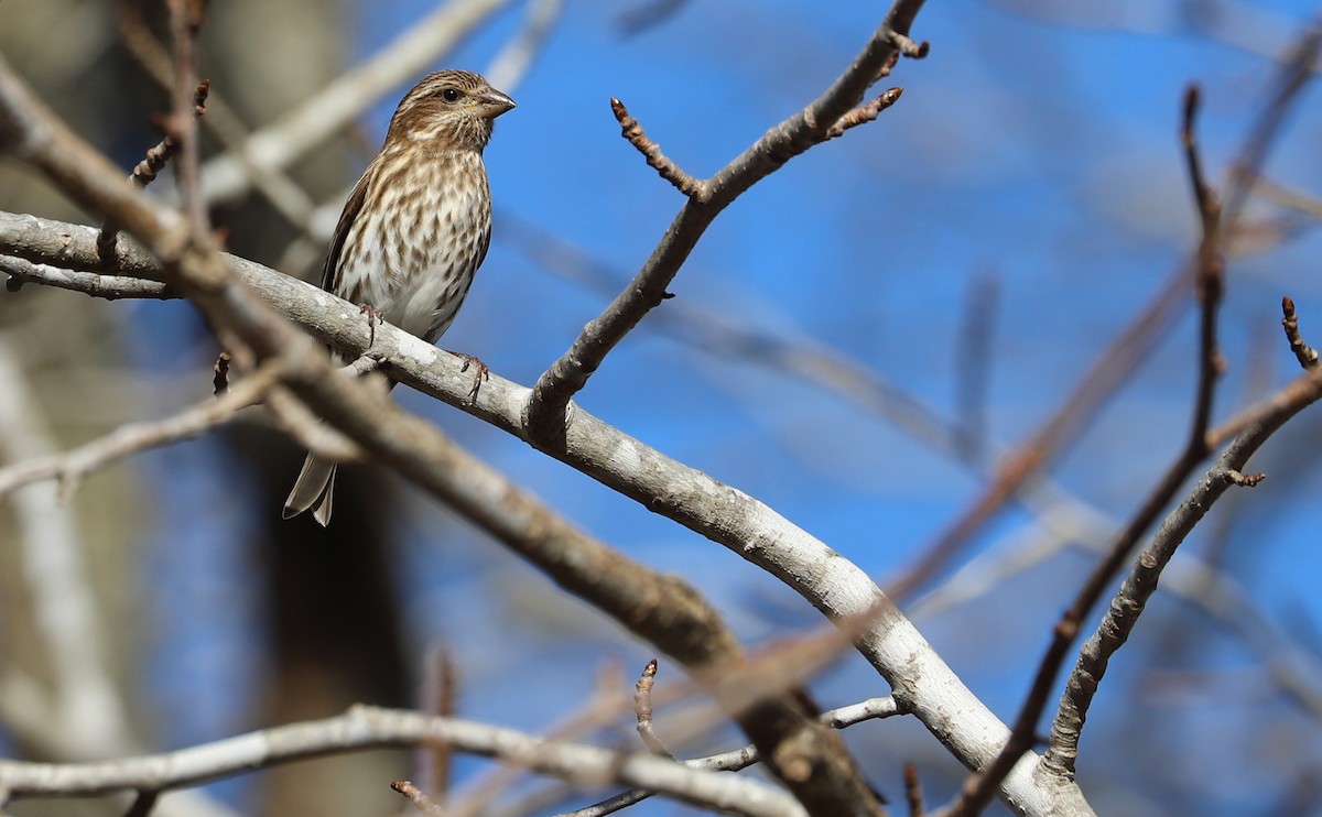 hýl nachový (ssp. purpureus) - ML647313258