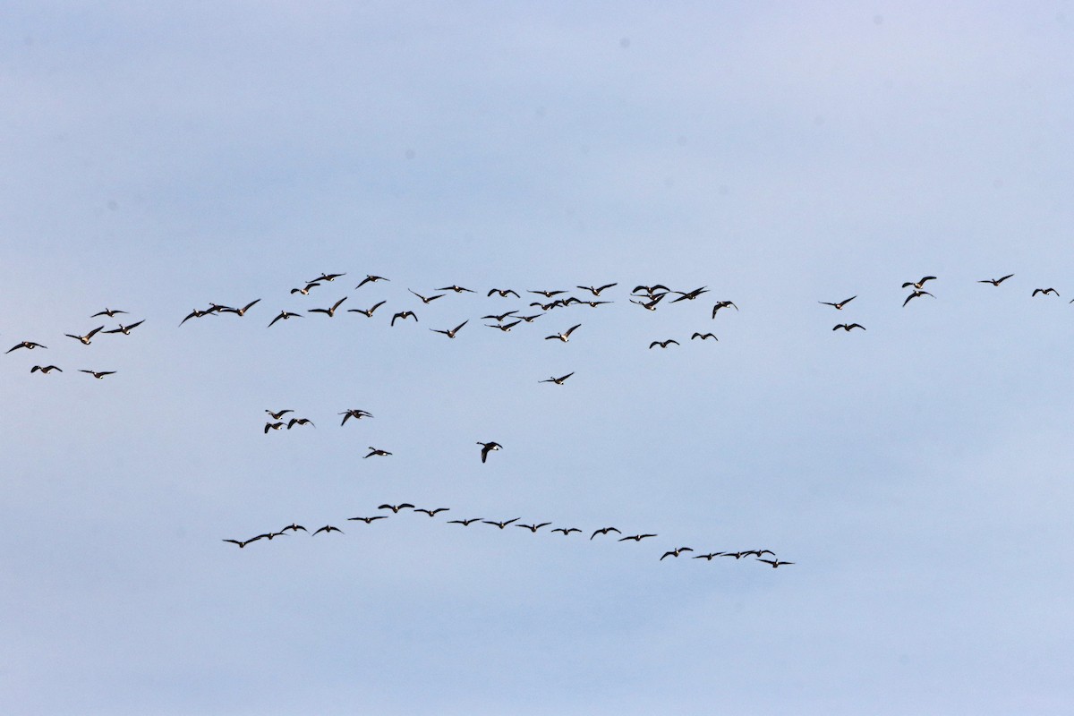 berneška velká - ML647313259