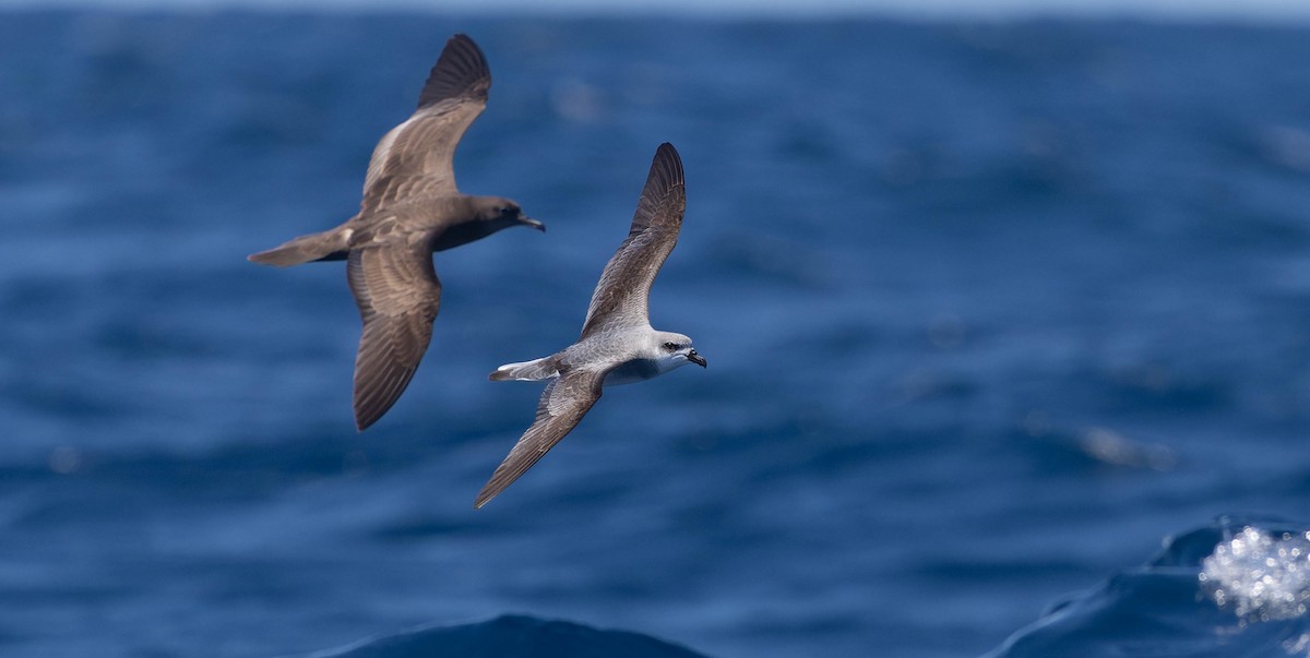 buřňák černokřídlý - ML647313261