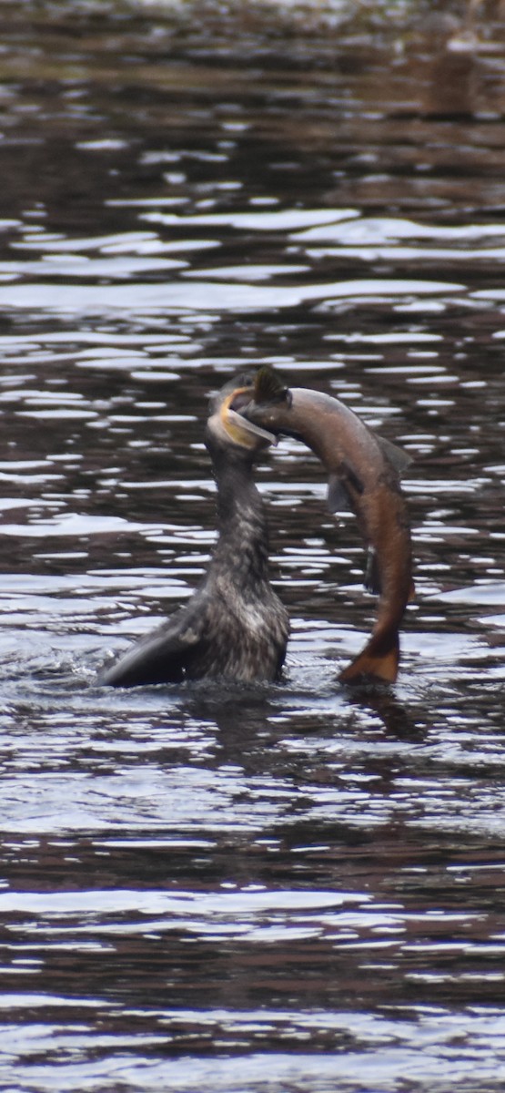 kormorán velký - ML647313263