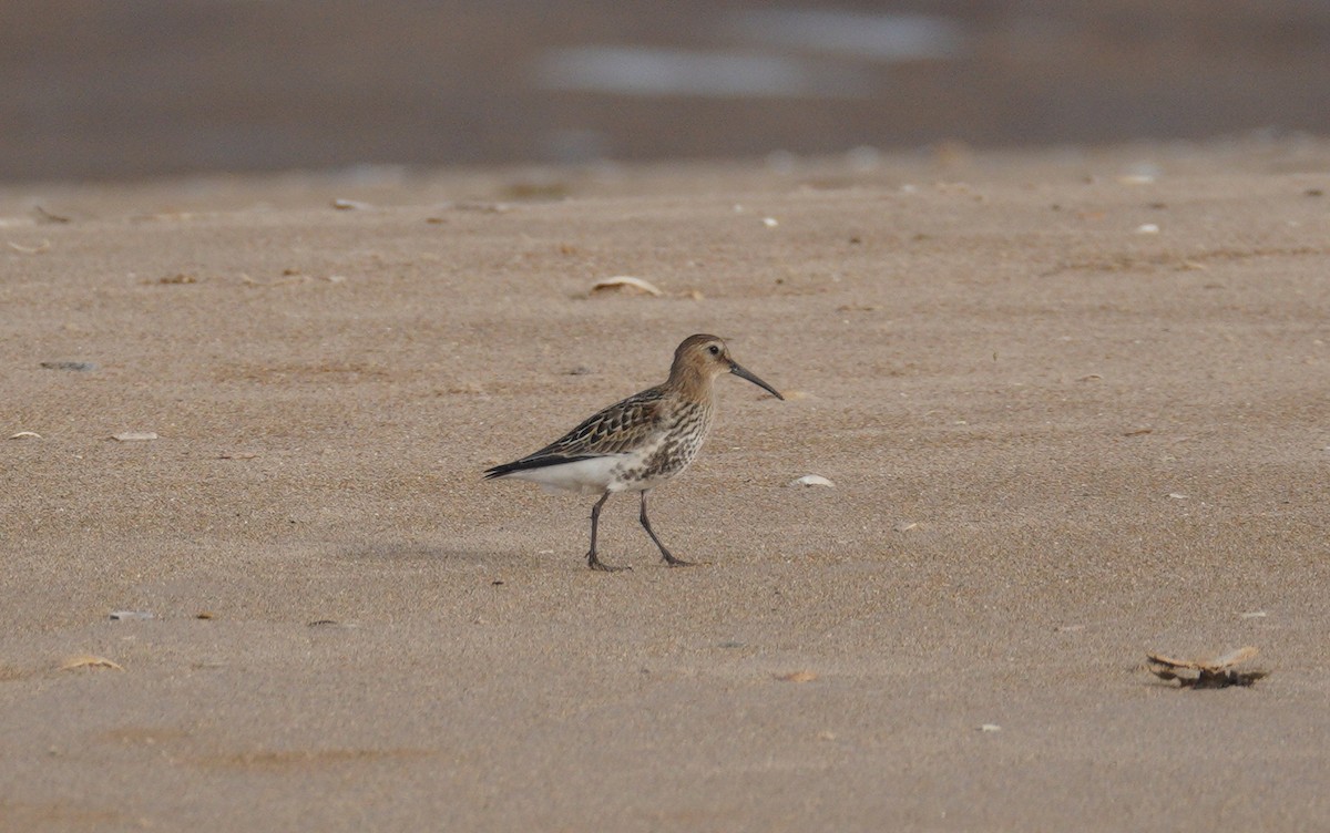 jespák obecný - ML647313264