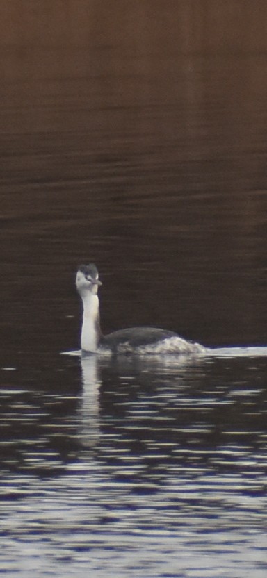 potápka roháč - ML647313266