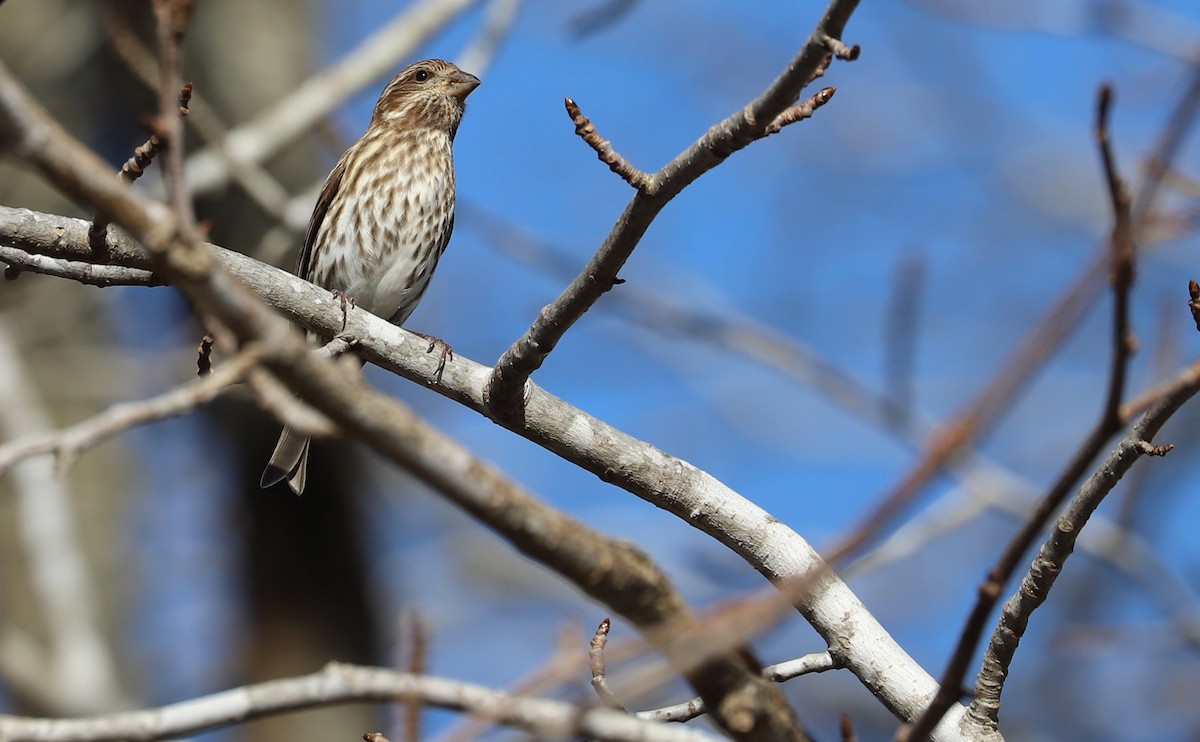 hýl nachový (ssp. purpureus) - ML647313267