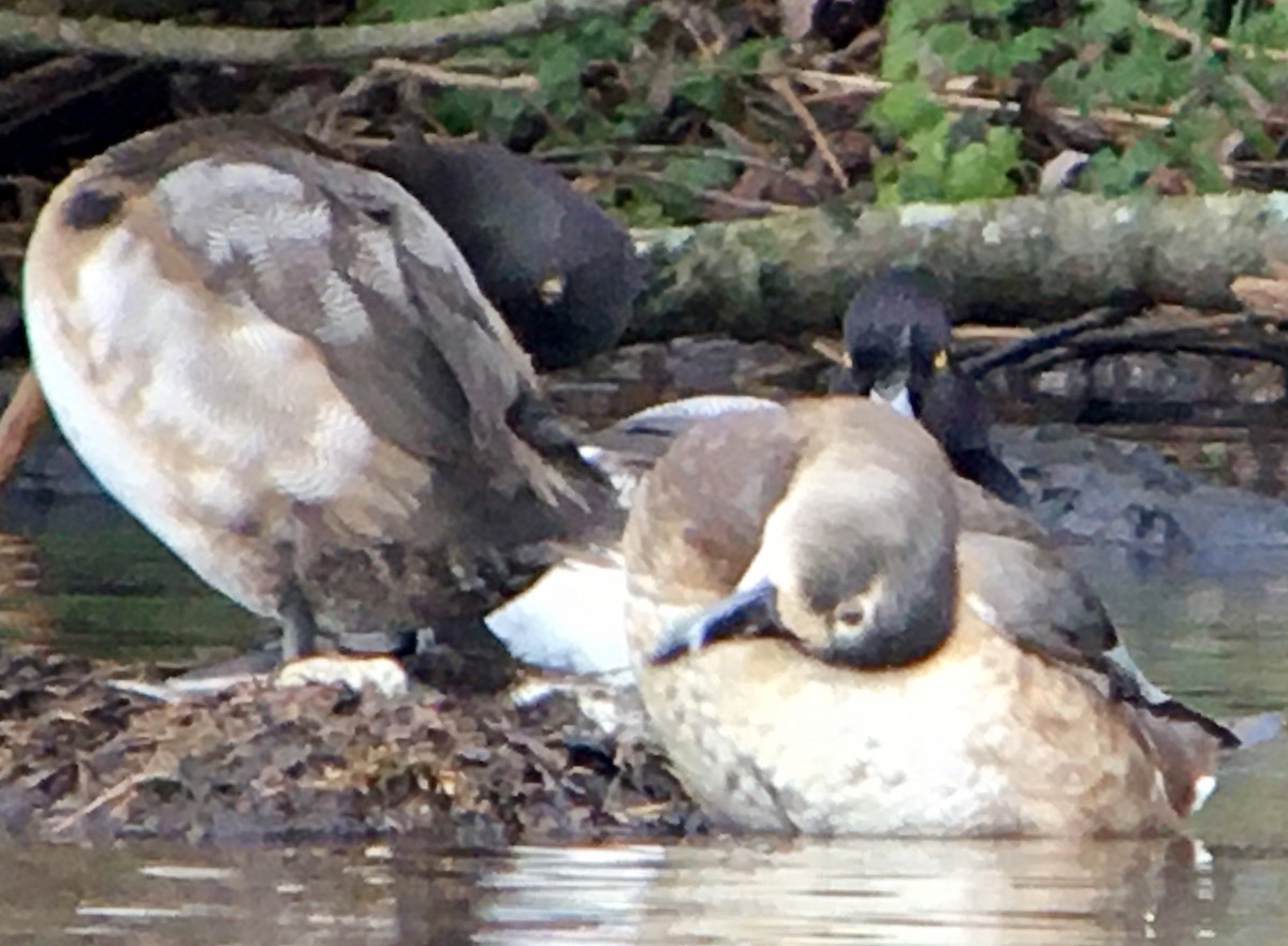 polák proužkozobý - ML647313268