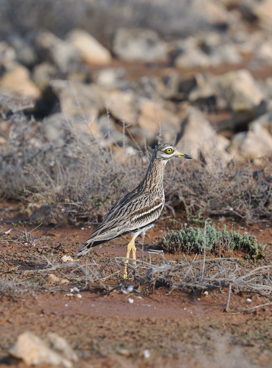 dytík úhorní - ML647313269