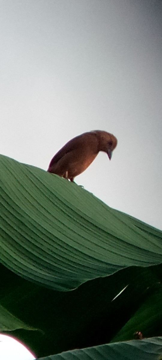 White-lined Tanager - ML647313271
