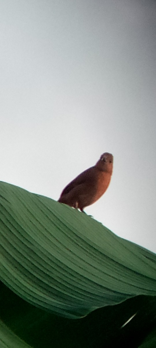 White-lined Tanager - ML647313272