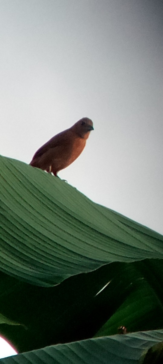 White-lined Tanager - ML647313273