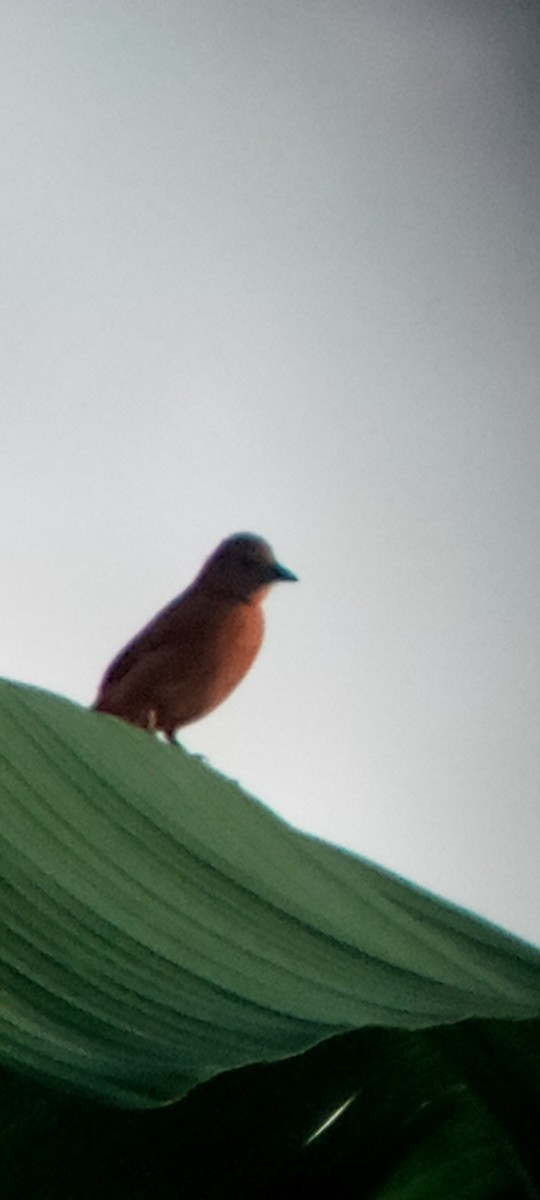 White-lined Tanager - ML647313274