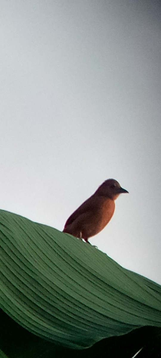 White-lined Tanager - ML647313275