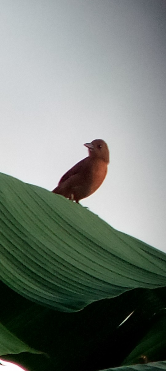 White-lined Tanager - ML647313276