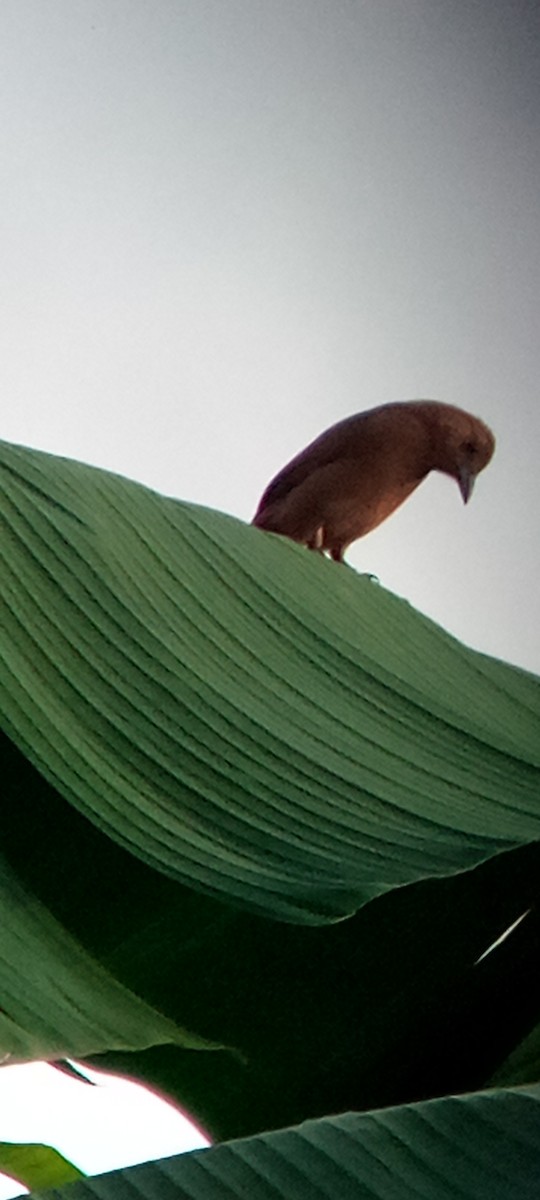 White-lined Tanager - ML647313277