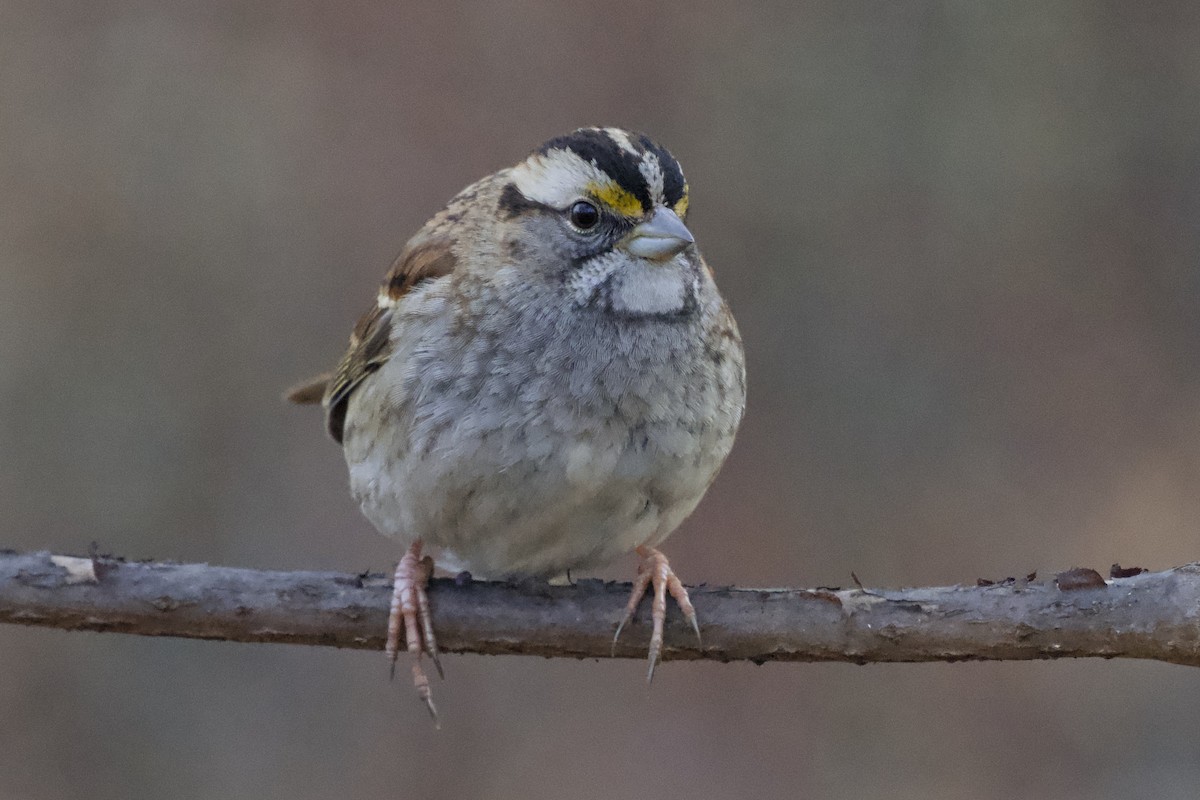 strnadec bělohrdlý - ML647313278