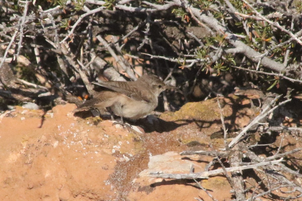 střízlík skalní - ML647313279