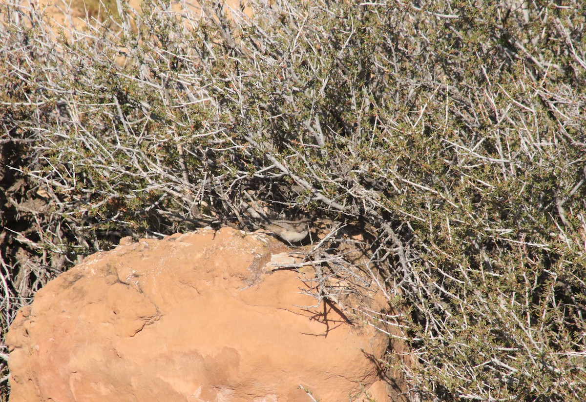 střízlík skalní - ML647313280