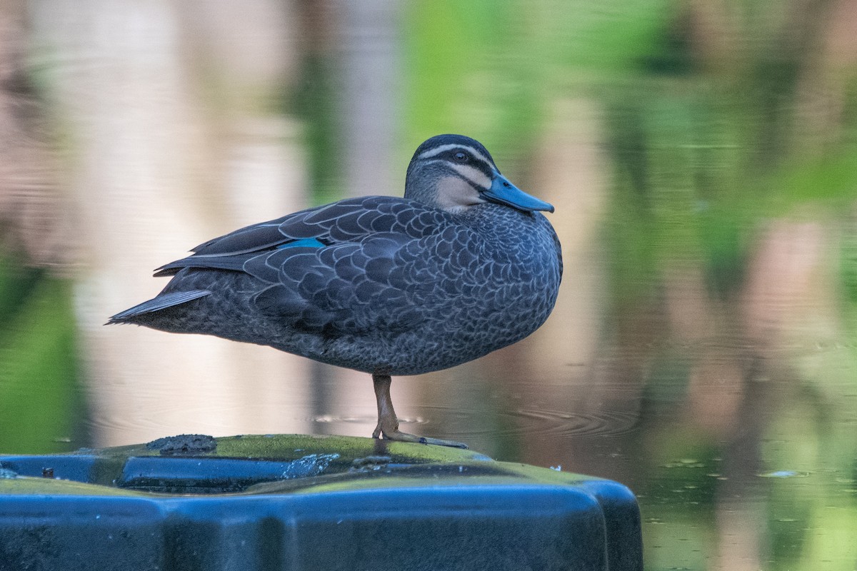 Pacific Black Duck - ML647313281