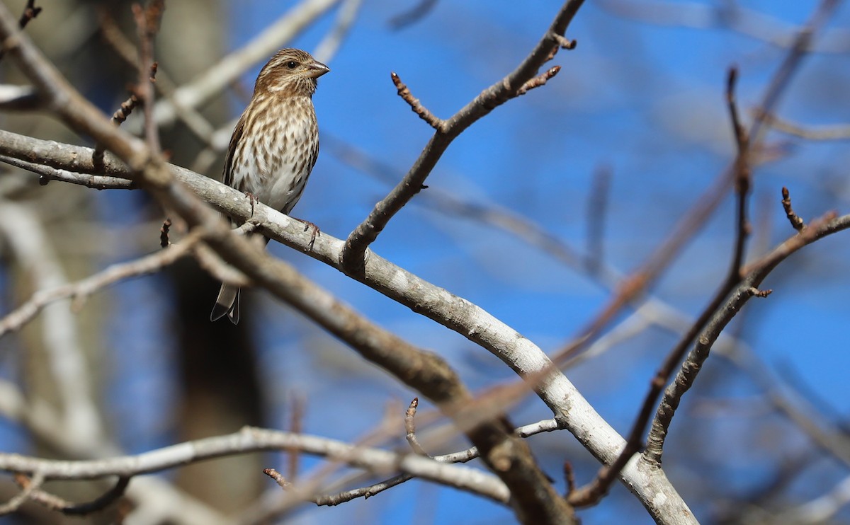 hýl nachový (ssp. purpureus) - ML647313282