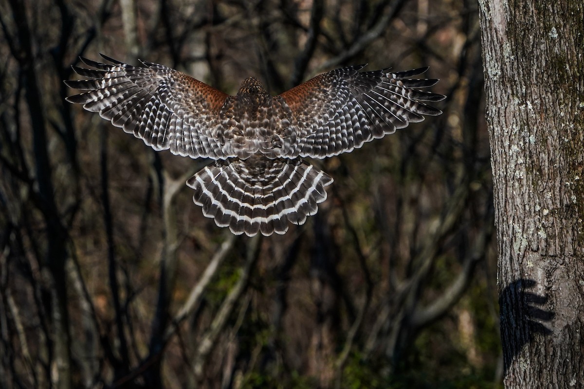 káně páskovaná - ML647313285