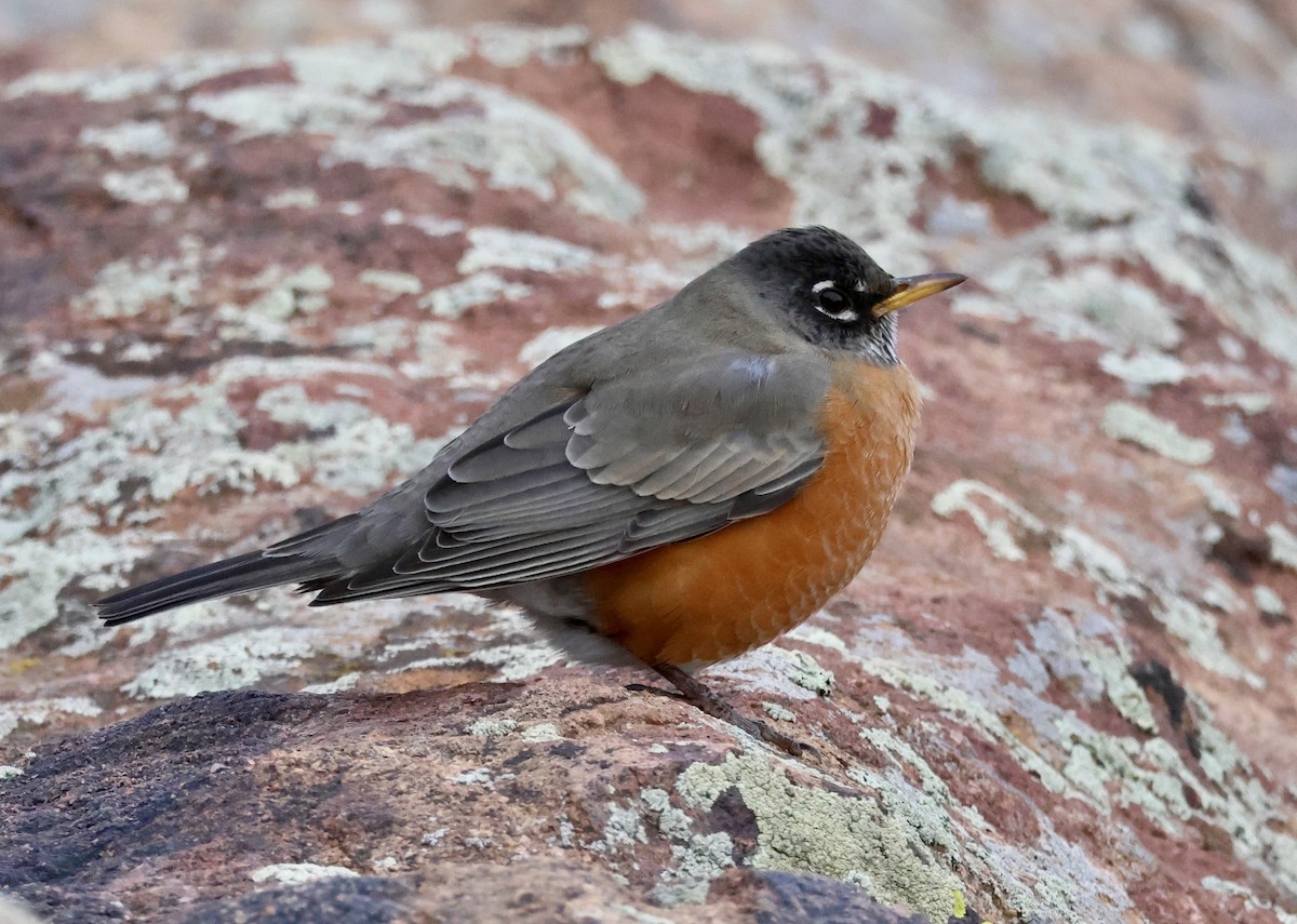 drozd stěhovavý - ML647313286