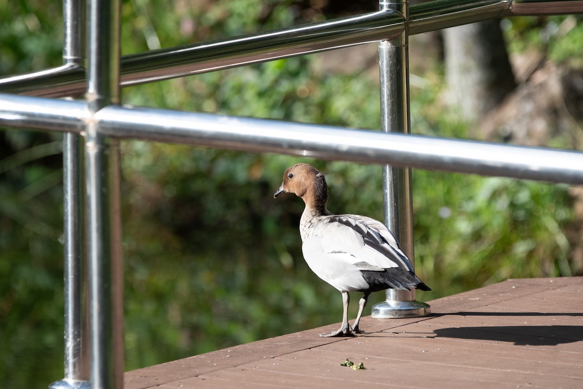 Maned Duck - ML647313288