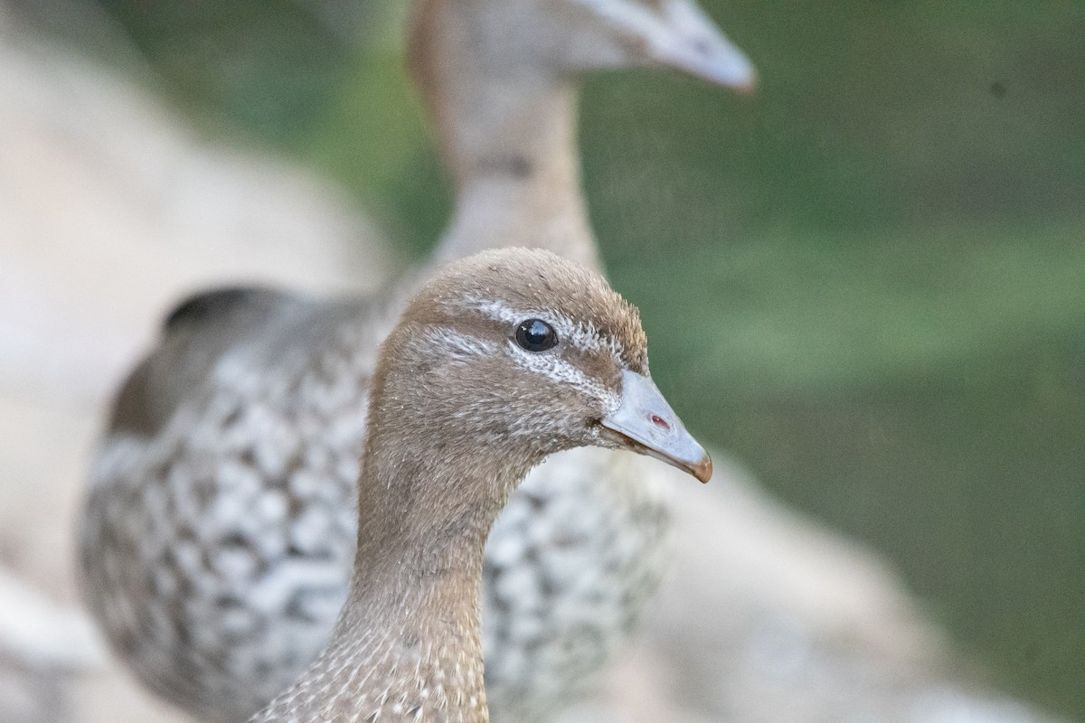 Maned Duck - ML647313289