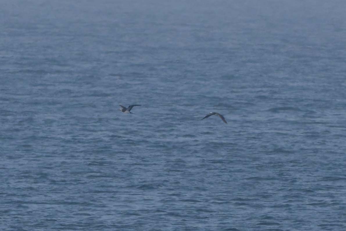 terej kokosový (ssp. brewsteri) - ML647313292