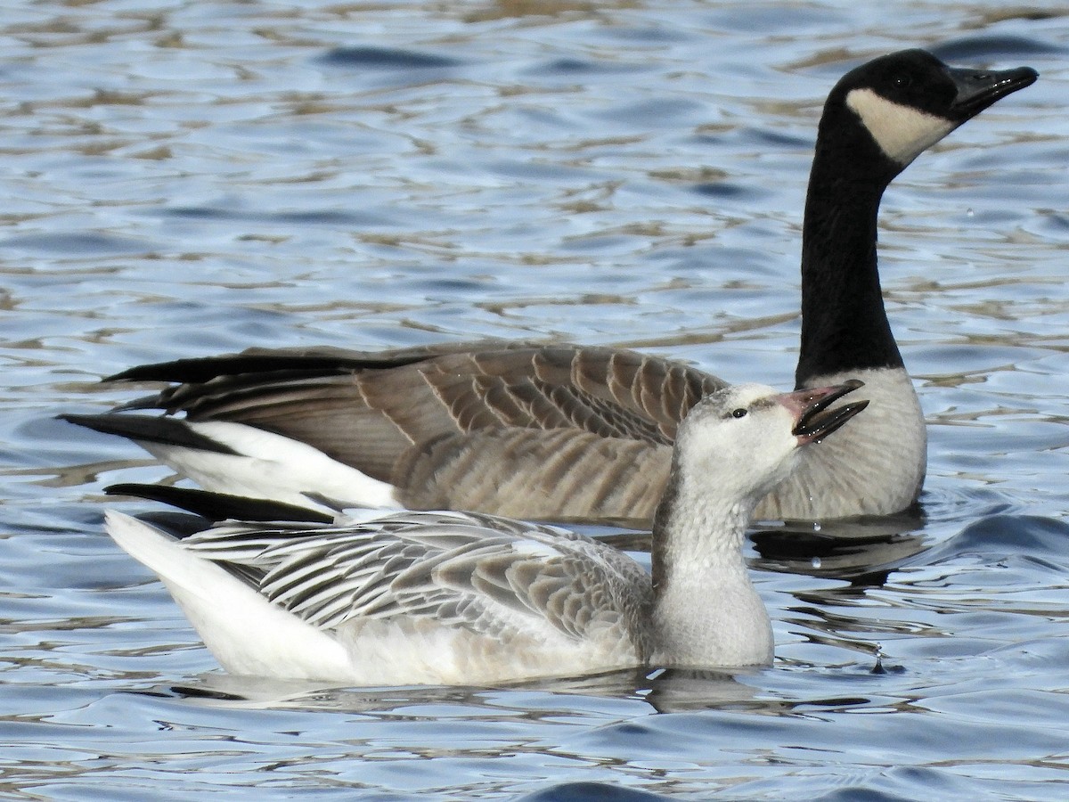 husa sněžní - ML647313309