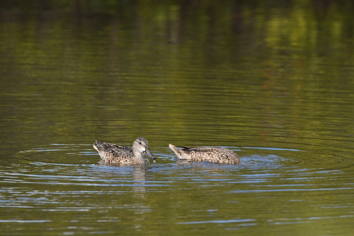 ミカヅキシマアジ - ML647313313