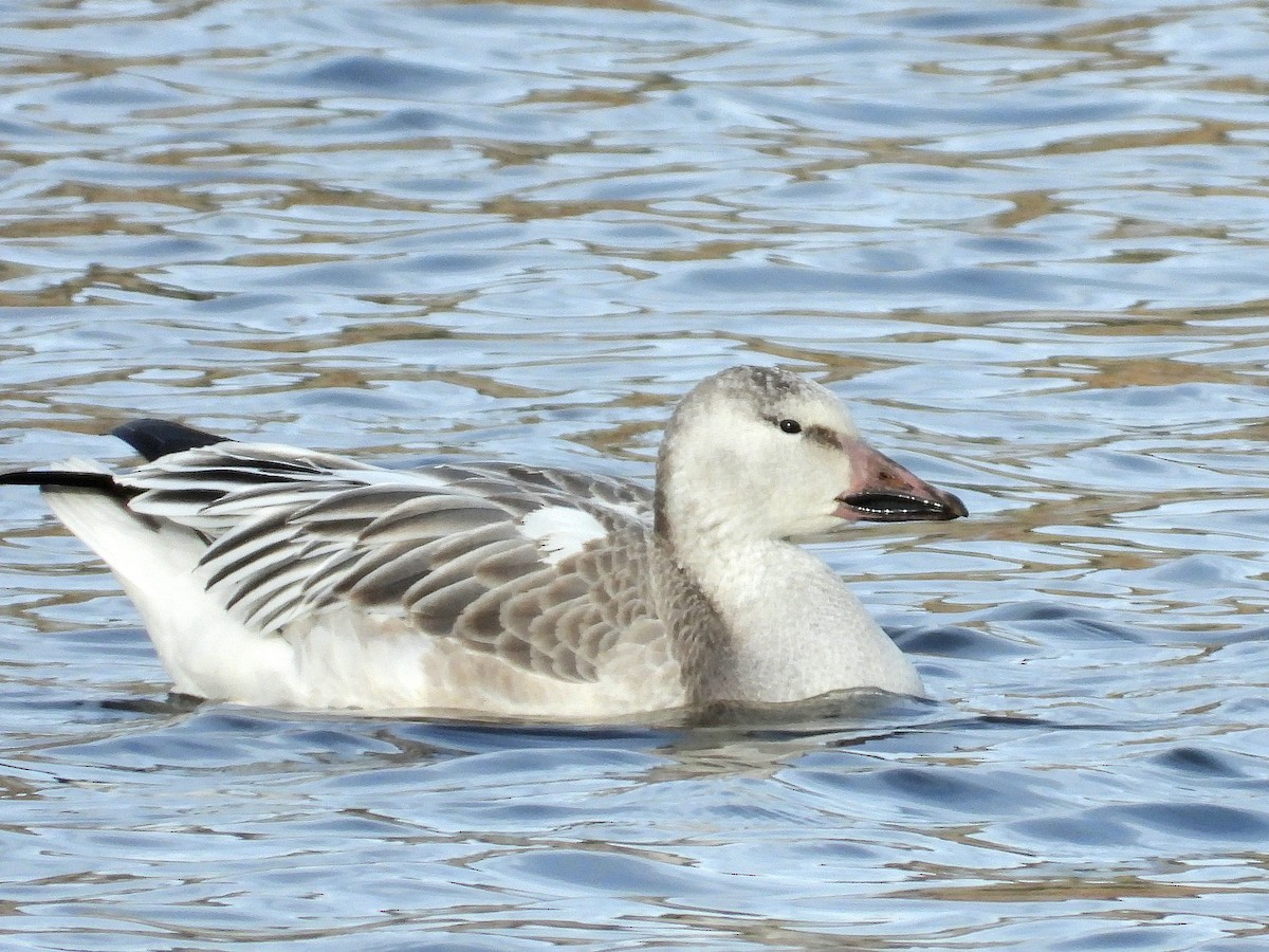 husa sněžní - ML647313314