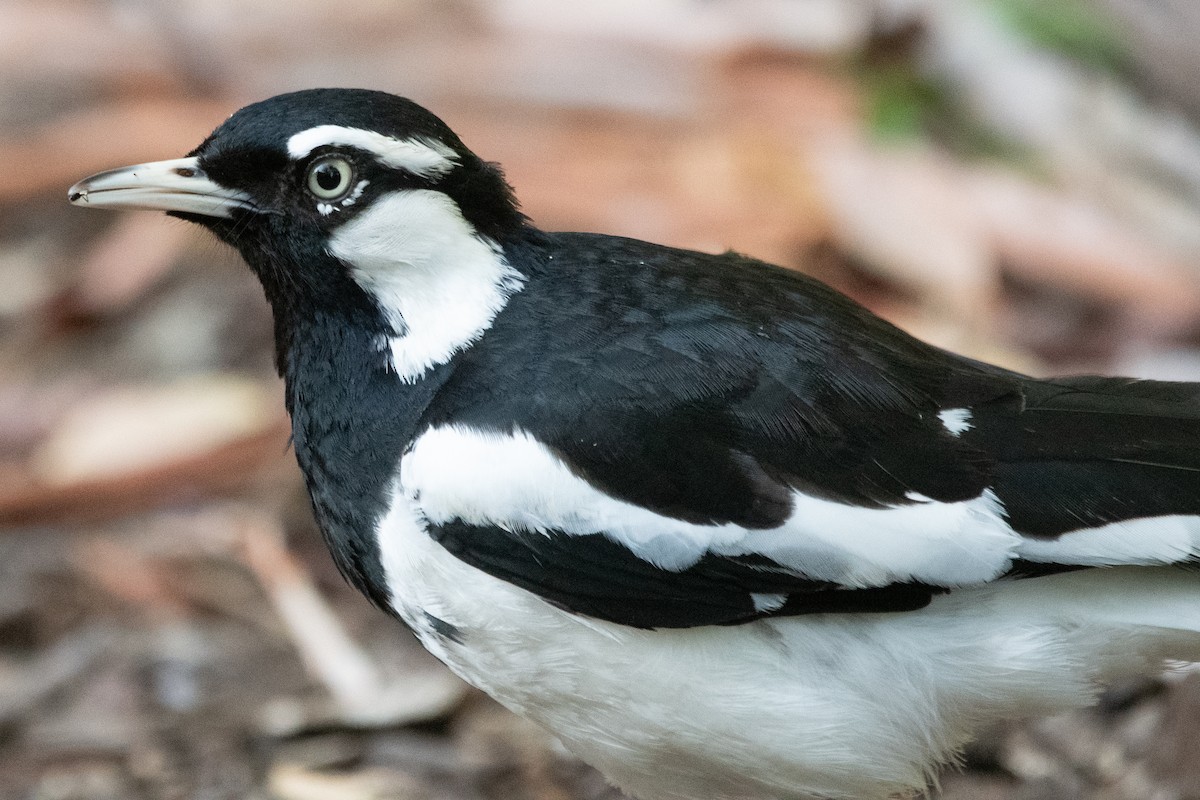 Magpie-lark - ML647313316
