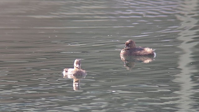 Pied-billed Grebe - ML647313317
