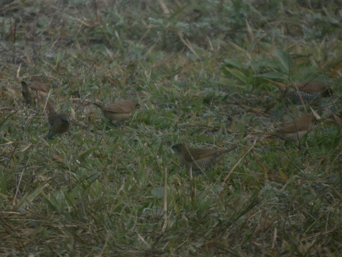 מוניה מפוספסת-חזה - ML647313318