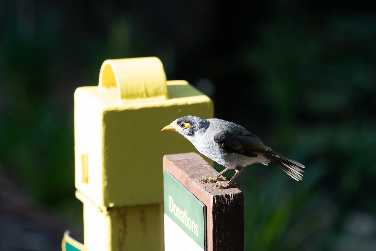 Noisy Miner - ML647313324
