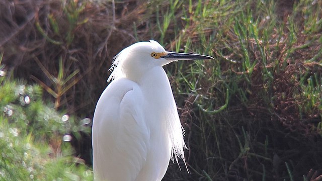 Snowy Egret - ML647313326