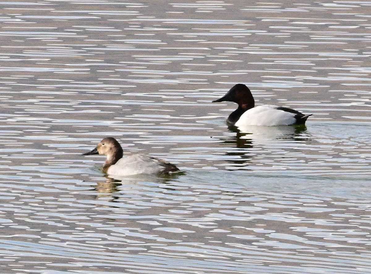 Canvasback - ML647313329